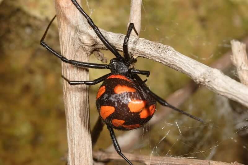 Аномальна спека викликала масове нашестя отруйних павуків в Україні: як вберегтися від тарантулів та каракуртів