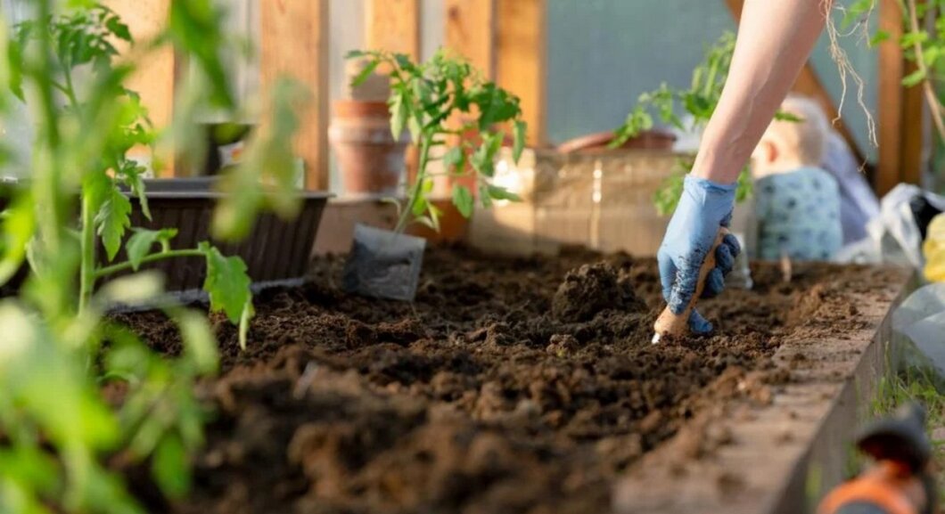 Гроза дач і городів у Дніпрі: еколог розповів, як врятувати врожай від шкідників