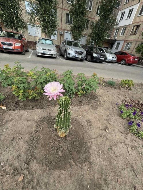 У Дніпрі у дворі багатоповерхівки розквітнув кактус, який викинули на смітник