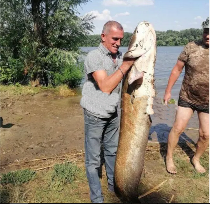 На житломасиві Перемога спіймали гігантського сома - Наше Місто