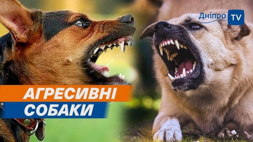 У Дніпрі на одній з вулиць зграя агресивних собак лякає перехожих та нападає на автівки
