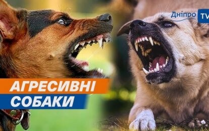 У Дніпрі на одній з вулиць зграя агресивних собак лякає перехожих та нападає на автівки