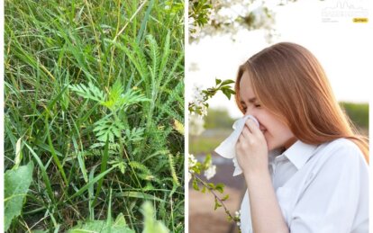 Як лікують алергію у Дніпрі