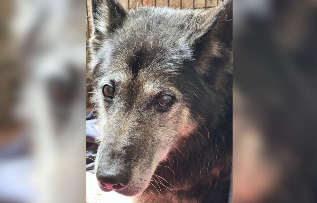 У Дніпрі врятували собаку, який через ракетний удар провалився у підвал