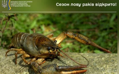 У Дніпропетровській області дозволили ловити раків: які є обмеження і штрафи