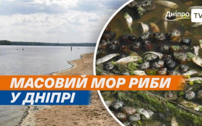 На Дніпропетровщині спостерігається масштабна загибель риби