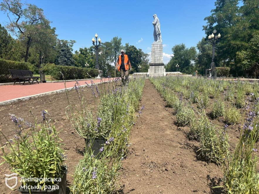 У Дніпрі на Монастирському острові висадили декілька сотень кущів багаторічної лаванди