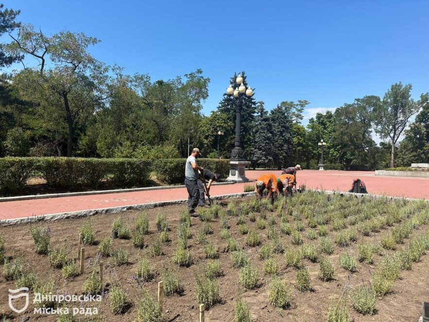 У Дніпрі на Монастирському острові висадили декілька сотень кущів багаторічної лаванди