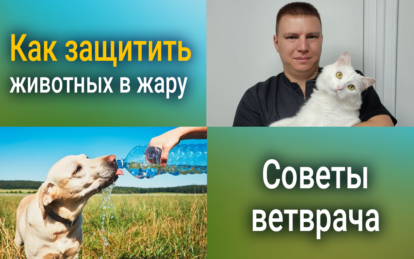 Как животные переживают жару