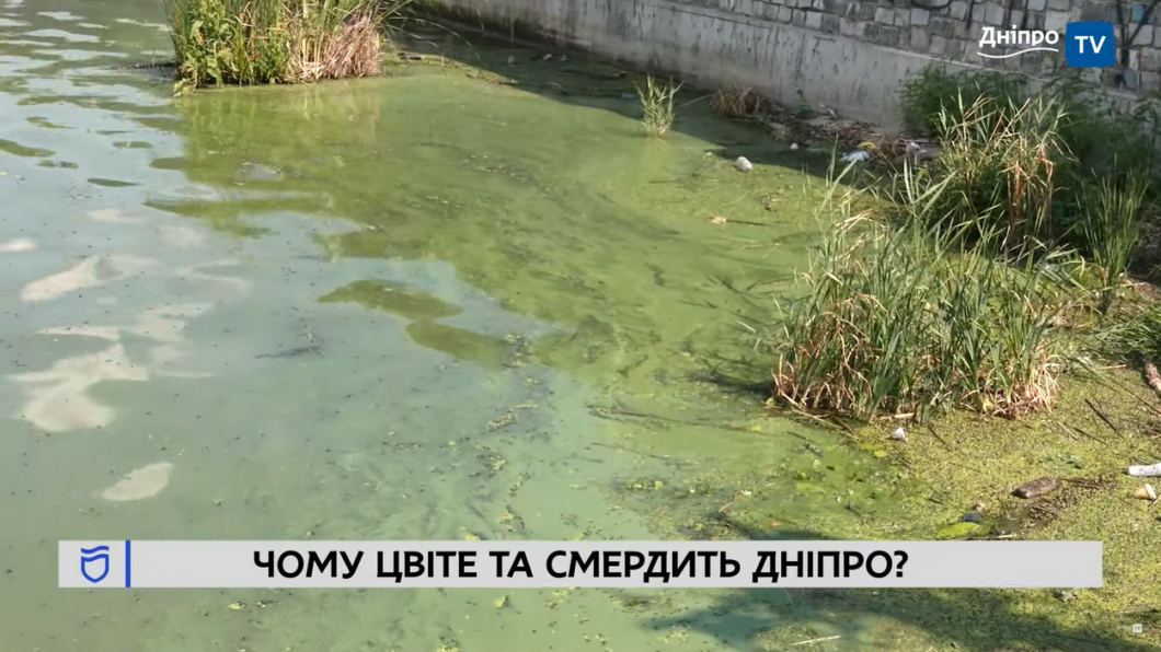 Через аномальну спеку річка Дніпро перетворилася на зелене болото 