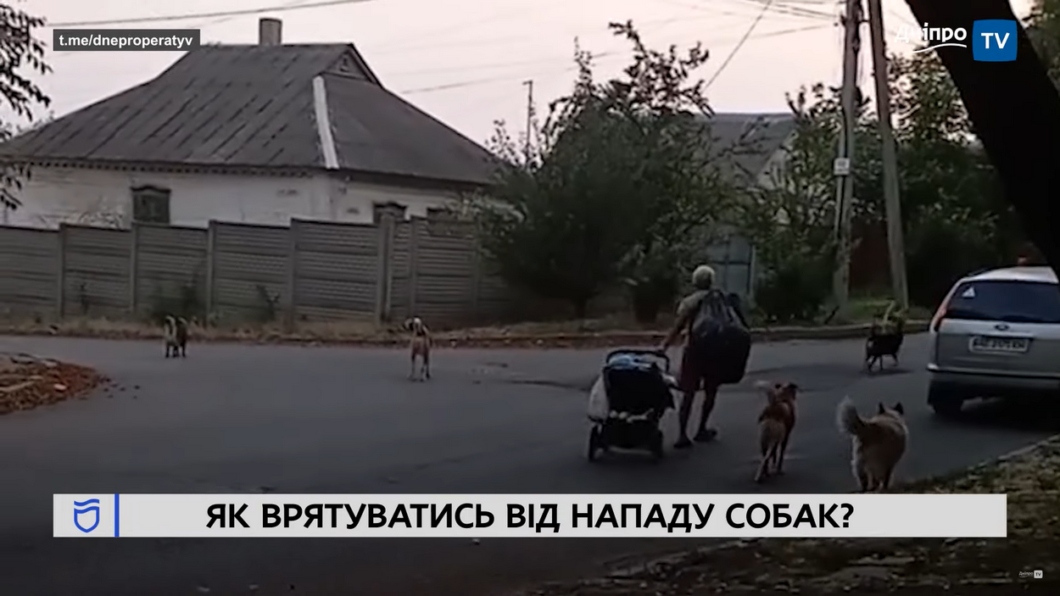 В Днепре на одной из улиц стая агрессивных собак пугает прохожих и нападает на машины