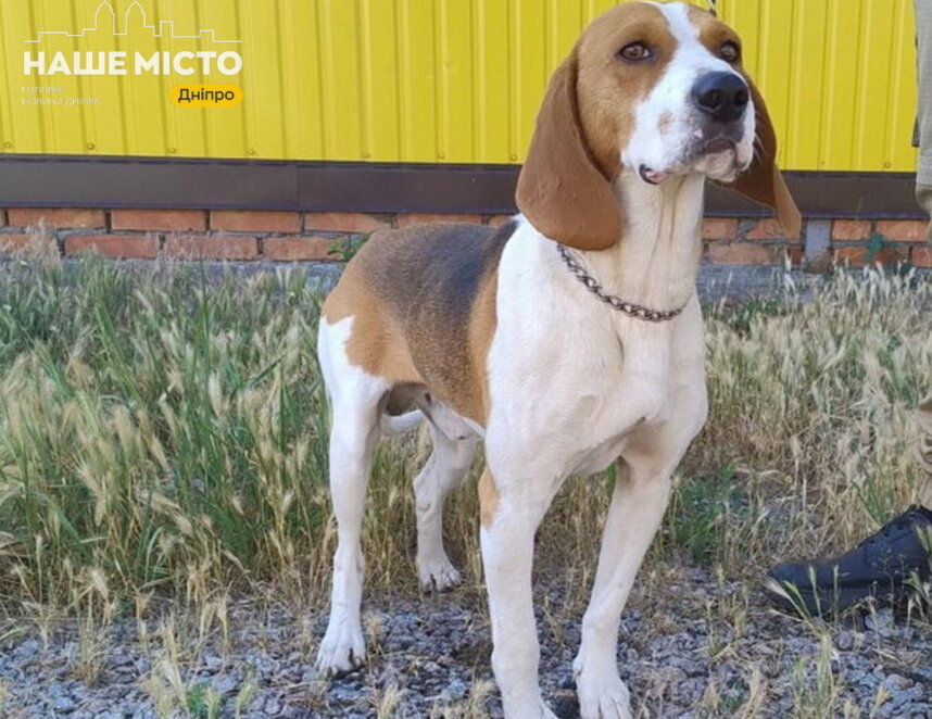 Как обезопасить животных на случай взрывов - Наше Місто