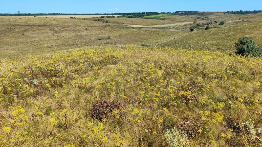 Поле, наче сріблястий килим: де на Дніпропетровщині ростуть рідкісні червонокнижні рослини