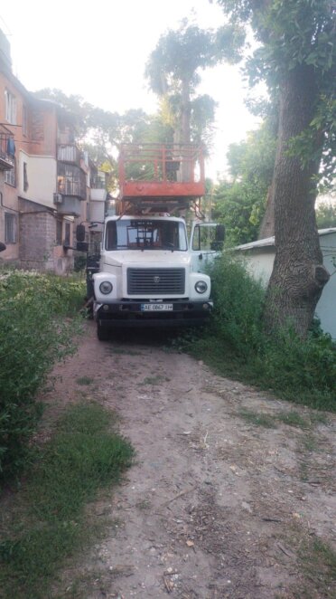 У Дніпрі врятували кішку, яка п'ять діб просиділа на високому дереві і не могла злізти