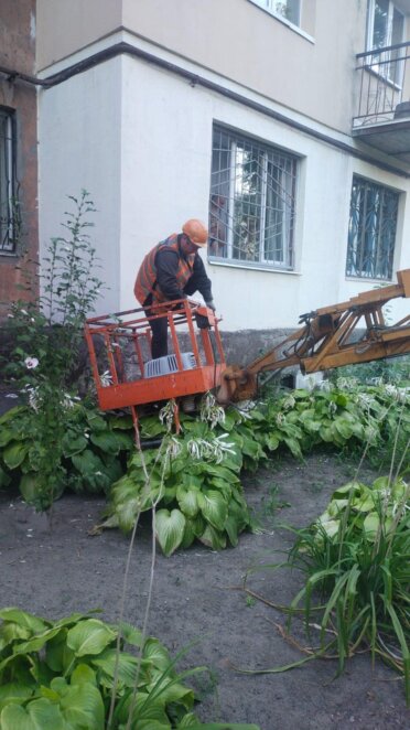 У Дніпрі врятували кішку, яка п'ять діб просиділа на високому дереві і не могла злізти