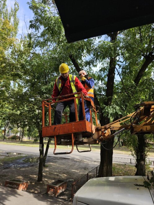 У Дніпрі врятували кота, який просидів на дереві п'ять діб під дощем та вітром