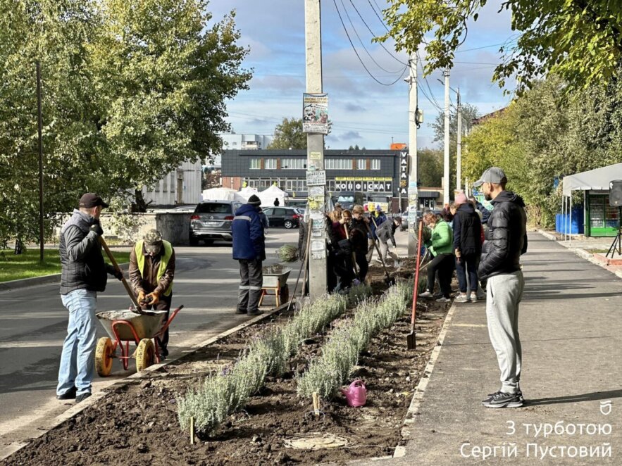 Ароматная красота: в Днепре возле сквера Усачева высадили кусты лаванды