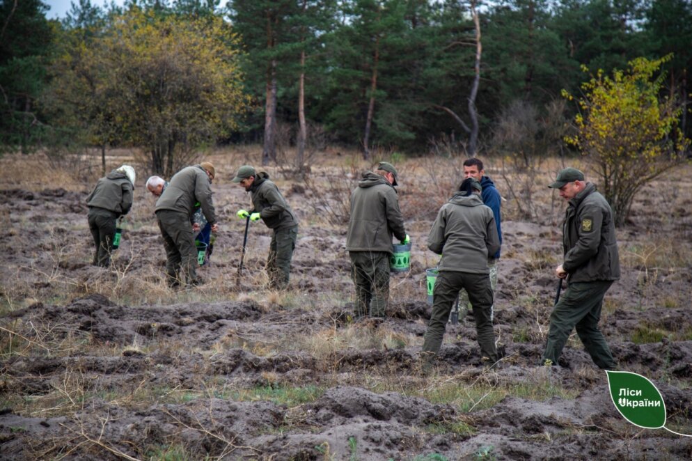 У Дніпропетровській області з’явиться новий сосновий ліс