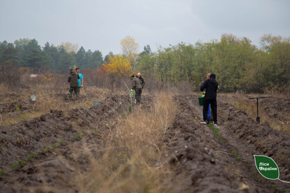 У Дніпропетровській області з’явиться новий сосновий ліс