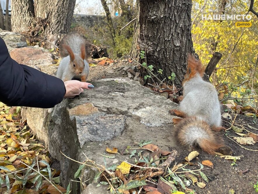 белки в парке Шевченко в Днепре