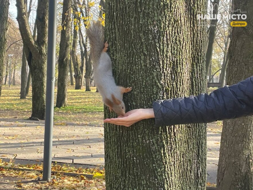 белки в парке Шевченко в Днепре