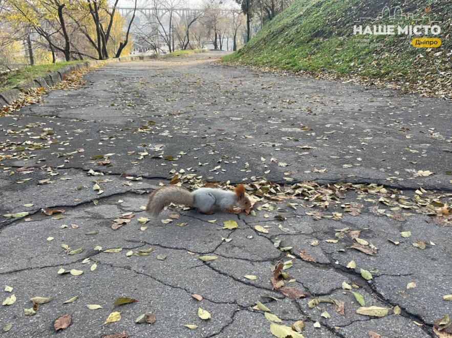 белки в парке Шевченко в Днепре