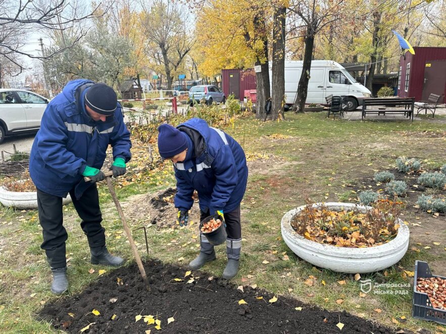 У Дніпрі висаджують 58 тисяч тюльпанів, які місту подарували Нідерланди