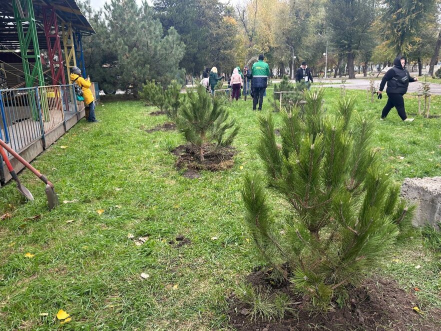 У Дніпрі в парку Лазаря Глоби з'явилася нова соснова галявина