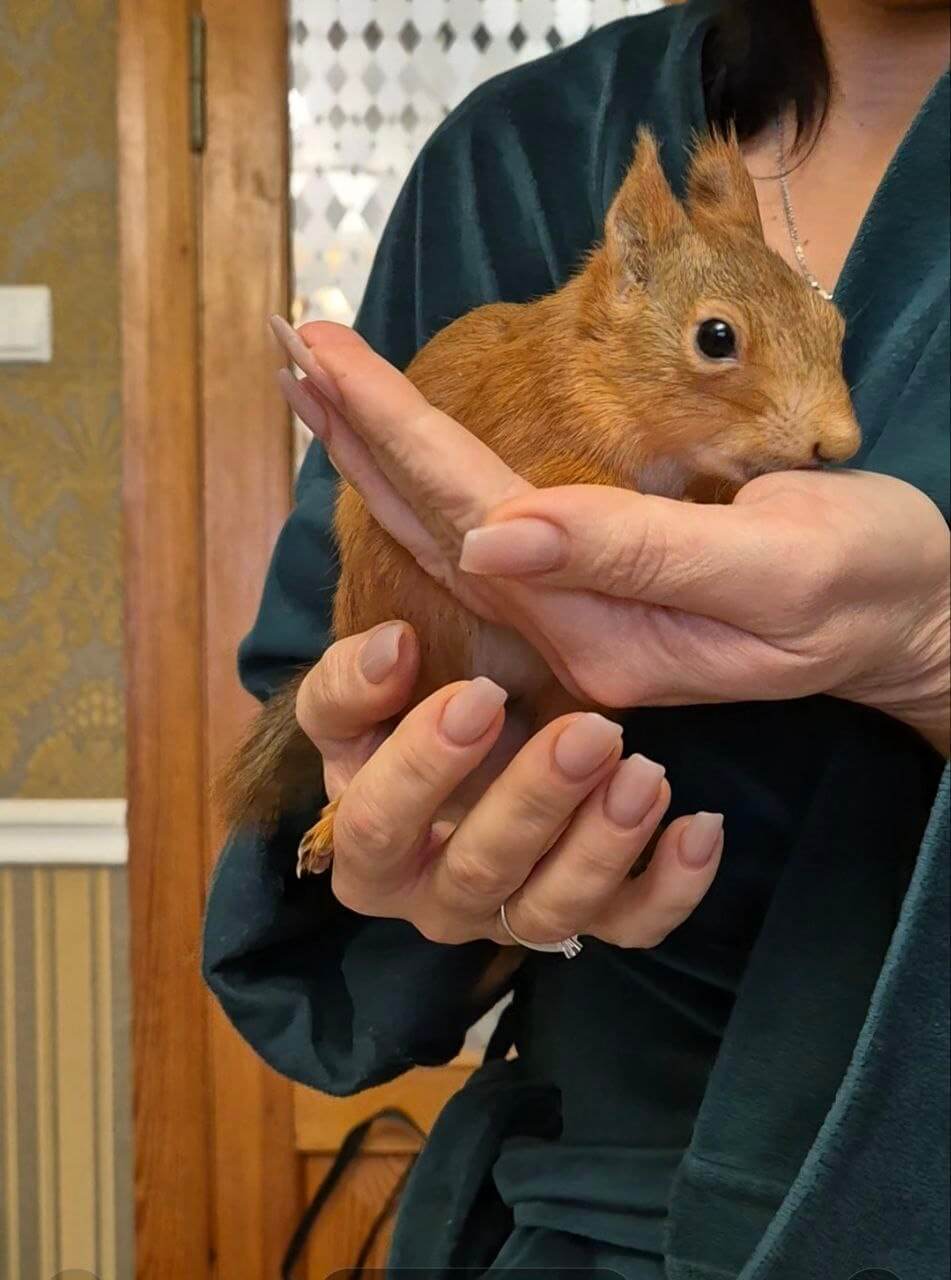 Як білка Біллі став улюбленцем родини дніпровських лікарів - Наше місто