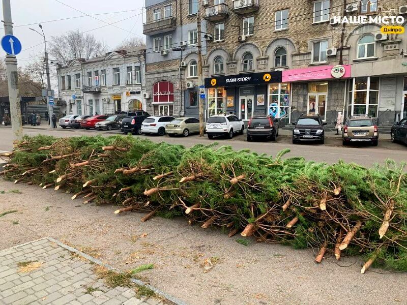 Де у Дніпрі купити живу новорічну ялинку: адреси базарів - Наше Місто