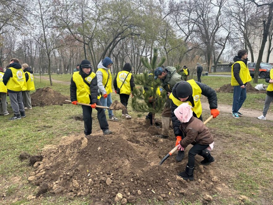 в Днепре в сквере Старова высадили крымские сосны