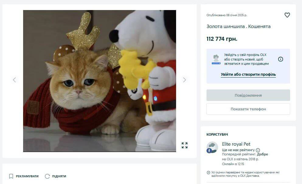 Кошенята за ціною нового iPhone: у Дніпрі продають пухнастиків за 112 тисяч гривень
