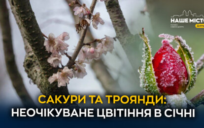 Метеорологічна зима так і не настала: у Дніпрі у січні розквітли сакури та троянди