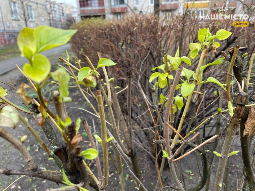 бутоны и листья на кустах и деревьях в январе