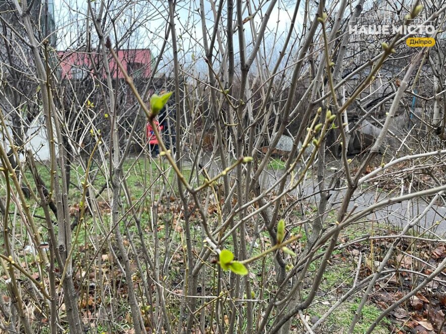 почки и листья на кустах и деревьях в январе