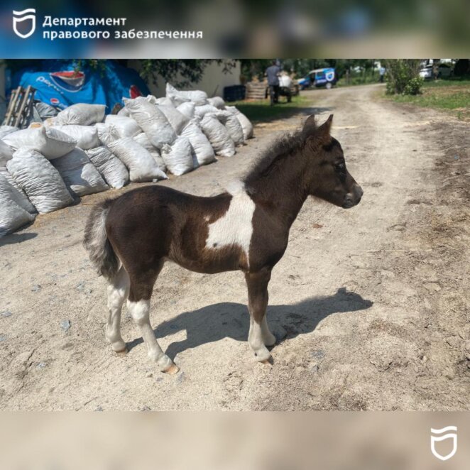 «Тримайся за гриву»: у Дніпрі працює соціально-відповідальний проєкт для військових, дітей та усіх охочих