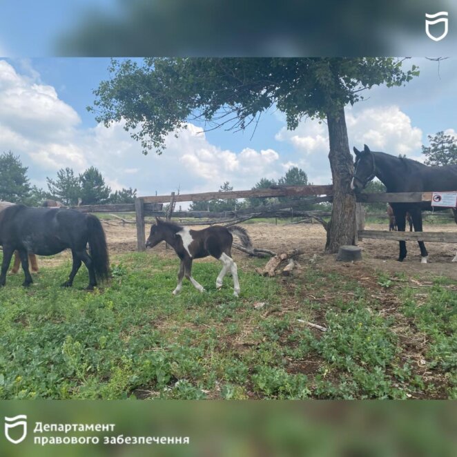 «Тримайся за гриву»: у Дніпрі працює соціально-відповідальний проєкт для військових, дітей та усіх охочих