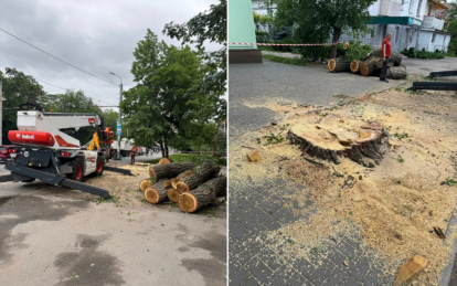 У Дніпрі на вулиці Калиновій видалили аварійне дерево за заявками містян