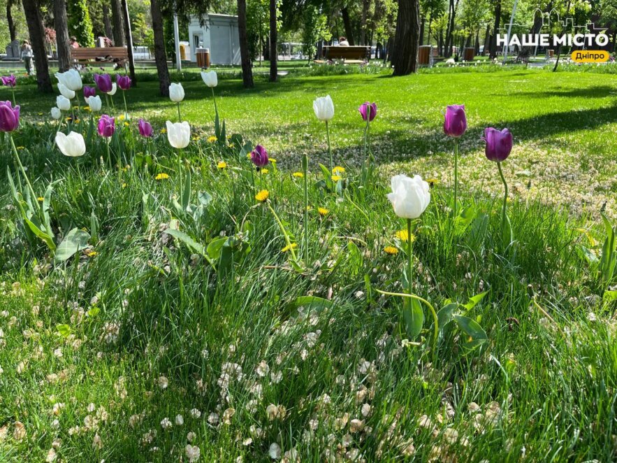 ЕКСКЛЮЗИВ
                                Травень у парку Писаржевського: коли природа і місто говорять мовою гармонії