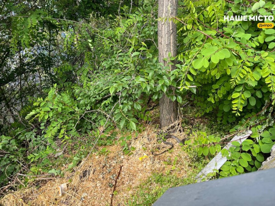 На Монастирському острові у Дніпрі помітили величезних вужів - Наше Місто