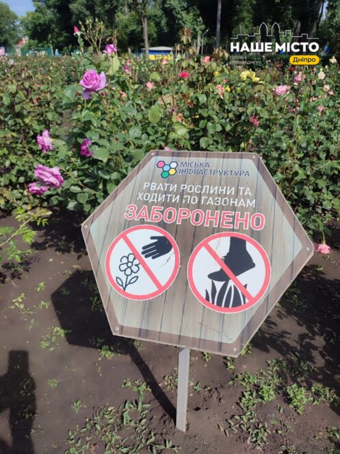 У Дніпрі в парку Глоби розквітнув найбільший міський розарій
