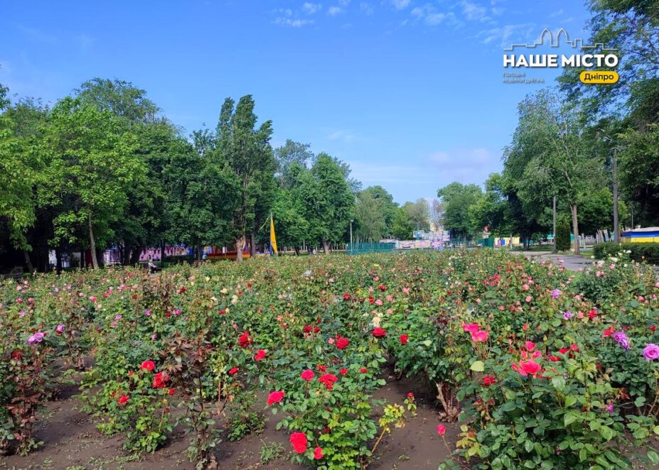 ЕКСКЛЮЗИВ
                                У Дніпрі в парку Глоби розквітнув найбільший міський розарій