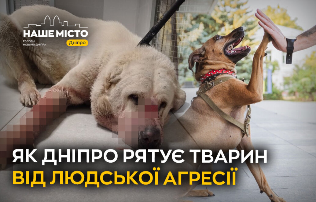 Суди розглядають справи про жорстоке поводження з тваринами, виносячи різні вироки - від штрафів до тюремних ув'язнень.