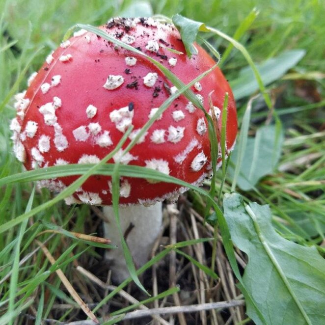 Мухомор, щитовик и белый навозник: необычные ядовитые грибы замечены в Днепре на жилом массиве Пивничний