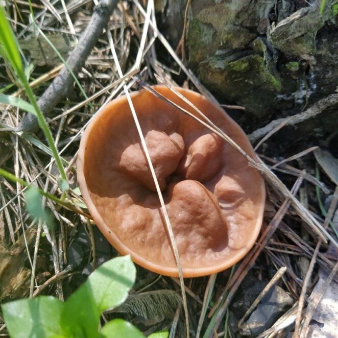 Мухомор, щитовик и белый навозник: необычные ядовитые грибы замечены в Днепре на жилом массиве Пивничний