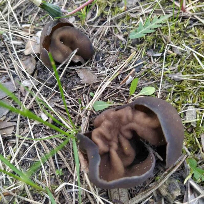 Мухомор, дисцина щитоподібна та гнойовик білий: у Дніпрі на ж/м Північний помітили незвичайні отруйні гриби