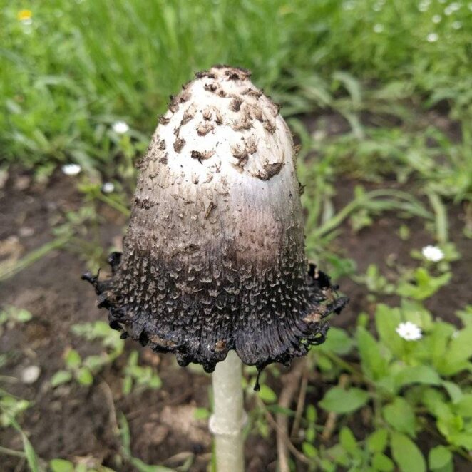 Мухомор, дисцина щитоподібна та навозник білий: у Дніпрі на ж/м Північний помітили незвичайні отруйні гриби