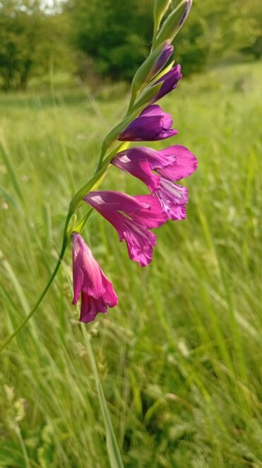 На Дніпропетровщині помітили унікальні червонокнижні косарики тонкі