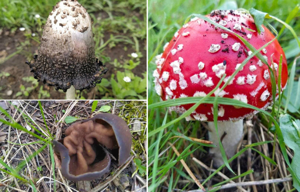 Мухомор, дисцина щитоподібна та гнойовик білий: у Дніпрі на ж/м Північний помітили незвичайні отруйні гриби - Наше місто