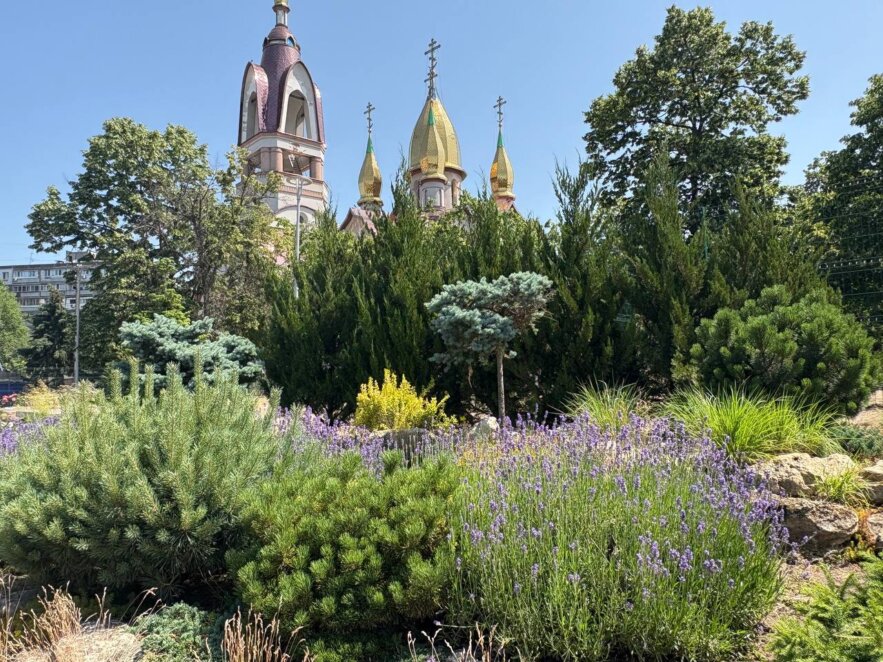 Ароматна фотозона: у Дніпрі в сквері Усачева зацвіла лаванда